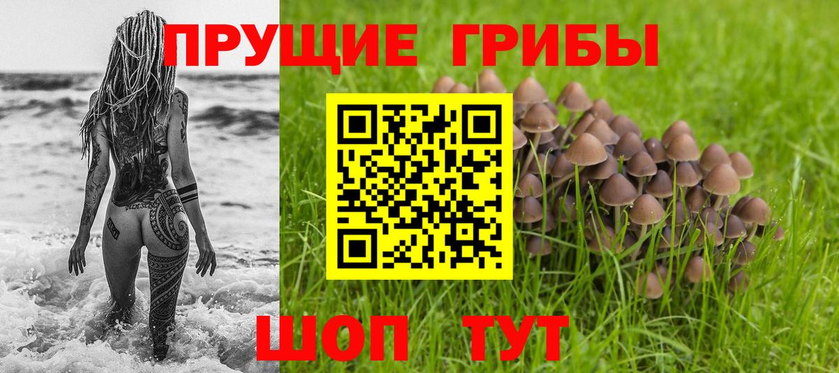 Псилоцибиновые грибы Cubensis Камень-на-Оби